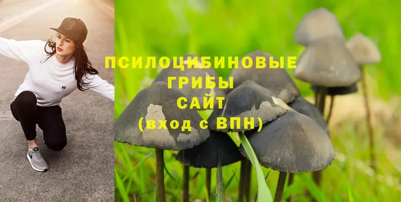 Псилоцибиновые грибы Psilocybe  где можно купить   MEGA как зайти  Безенчук 